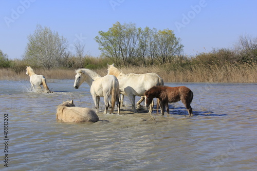 Fototapeta Naklejka Na Ścianę i Meble -  groupe de chevaux et leur baignade