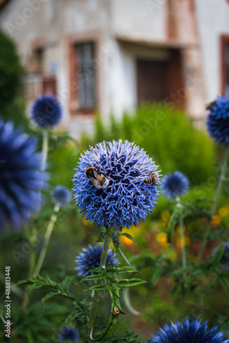 flowers in the garden