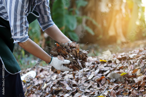 Wallpaper Mural Gardener is holding dry leaves to make compost in the evening at backyard. Concept :Organic garbage management. Use dry leaves to make compost. Stop burning for environment. Eco friendly activity.  Torontodigital.ca