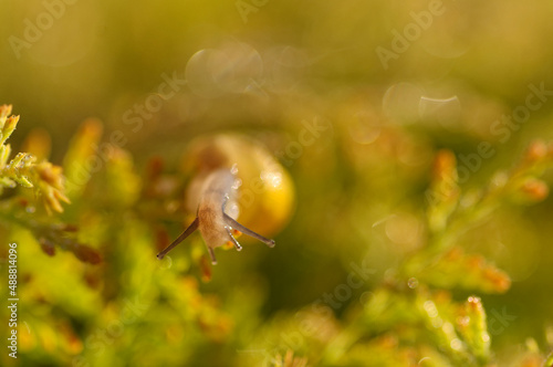 snail in the morning dew 2 © Frantisek