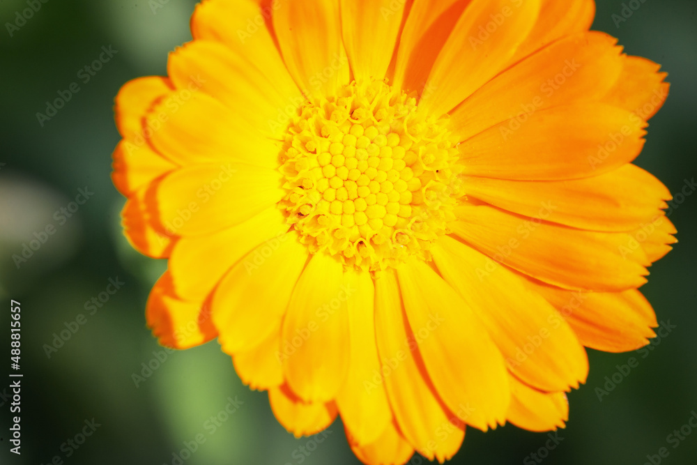 Amazing yellow flower with petals and pollen, macro Amazing yellow flower with petals and pollen, macro