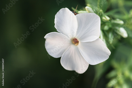 white flower with petals in the garden  close-up