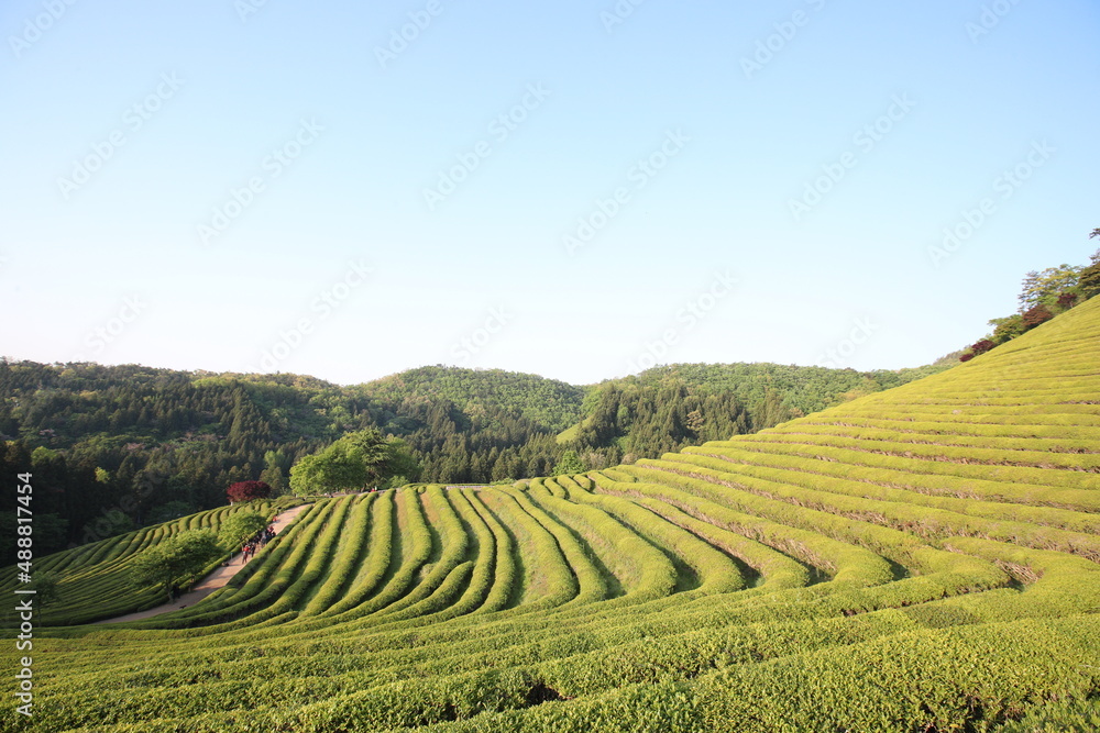 Green tea field.