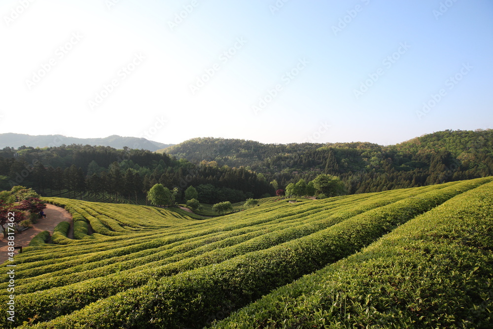 Green tea field.