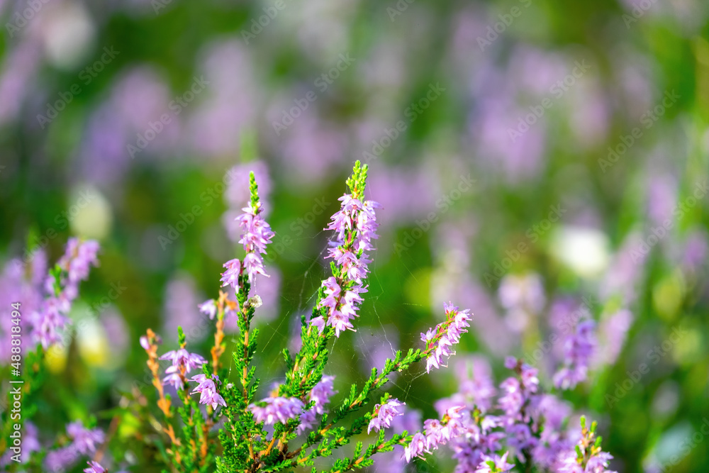 Blooming wild pink violet heather flowers in forest at autumn day. Colorful traditional October flower Blooming wild pink violet heather flowers in forest at autumn day. Colorful traditional October flower