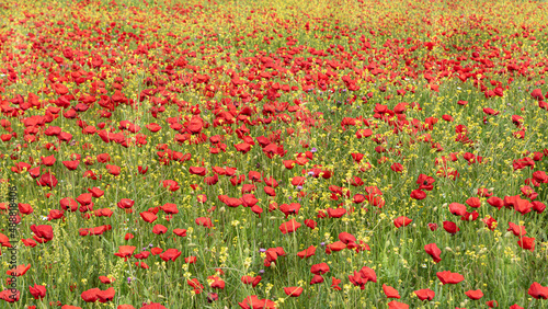 Field of red poppies with contrasting green and yellow of the field in summer.. photo