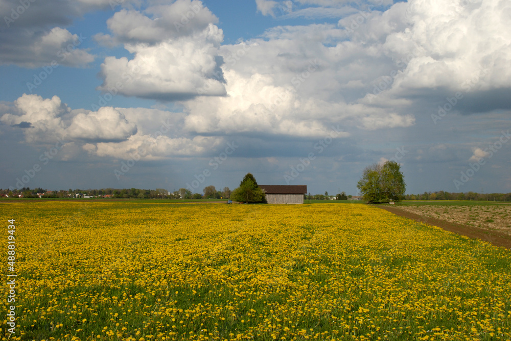 landscape with a field of sunflowers - Schwabmünchen-Alemanha- Março-2014