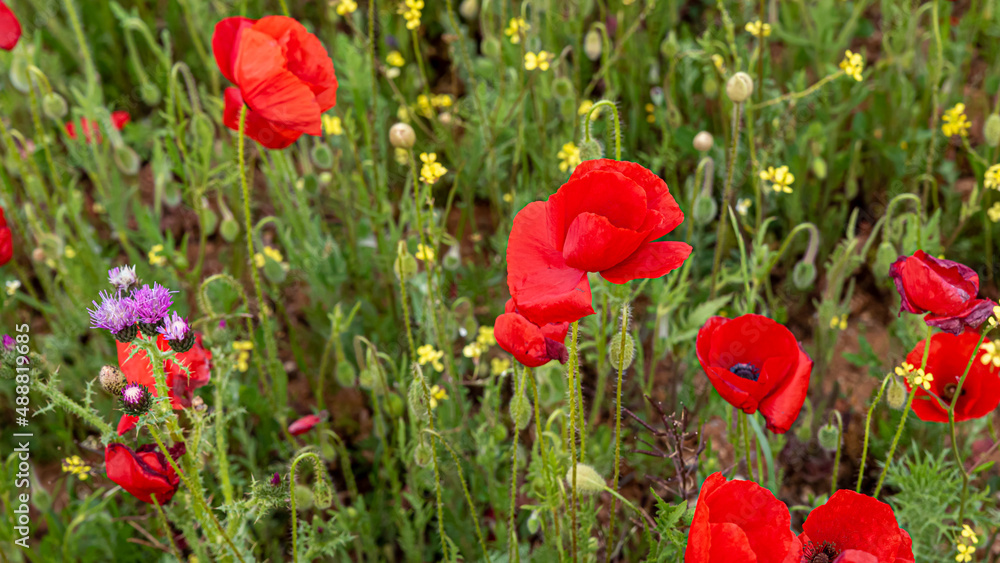 Obraz premium Field of common poppy, papaver rhoeas