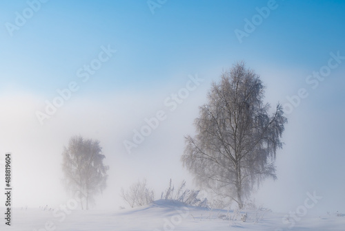 frosty winter tree in fog