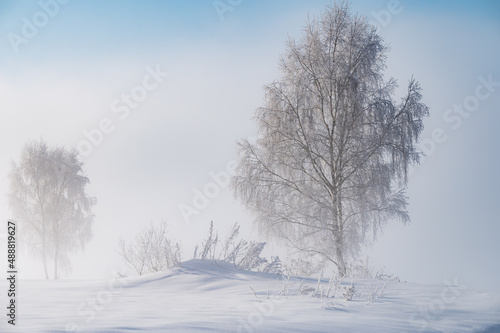 frosty winter tree in fog © dbrus