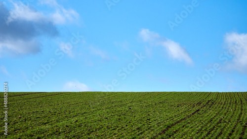 Green field to the horizon and blue sky with clouds
