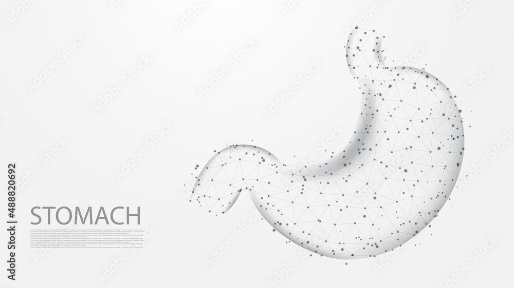 Stomach of human anatomy structure line connection. Low poly wireframe