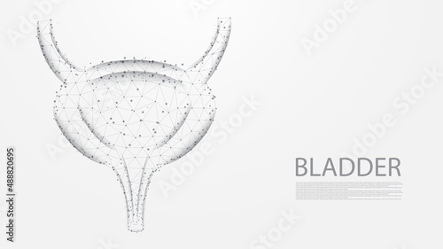 Bladder of human anatomy structure line connection. Low poly wireframe design. Abstract geometric background. vector illustration.