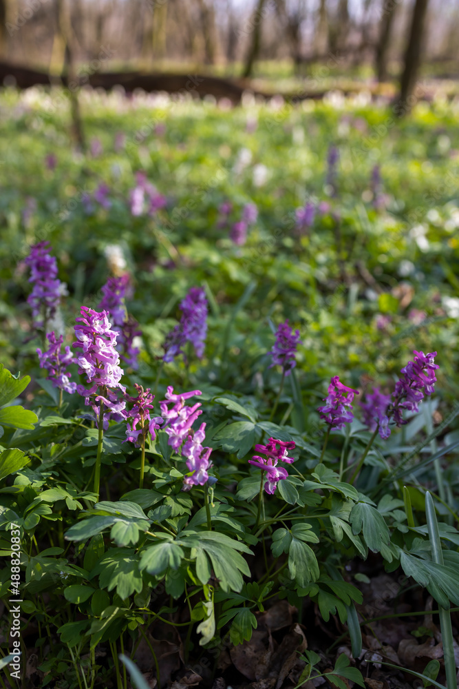 Hollow smokestack (Corydalis cava), spring forest, Southern Moravia, Czech Republic Hollow smokestack (Corydalis cava), spring forest, Southern Moravia, Czech Republic
