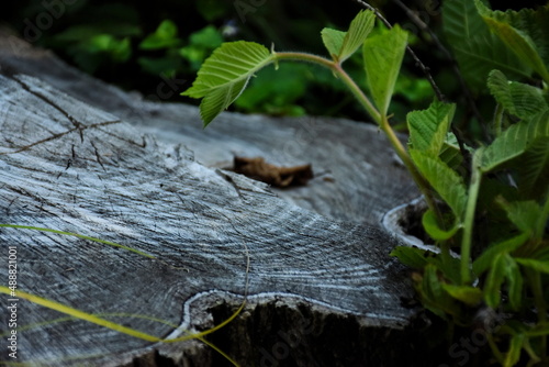 tree trunk in the forest