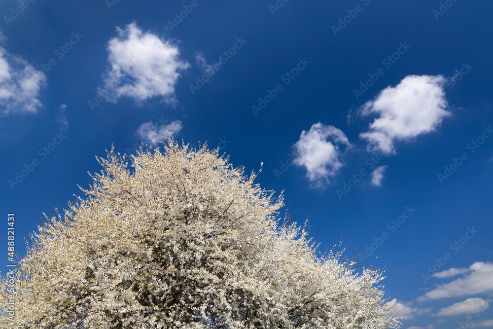 white flowering tree against the blue sky white flowering tree against the blue sky