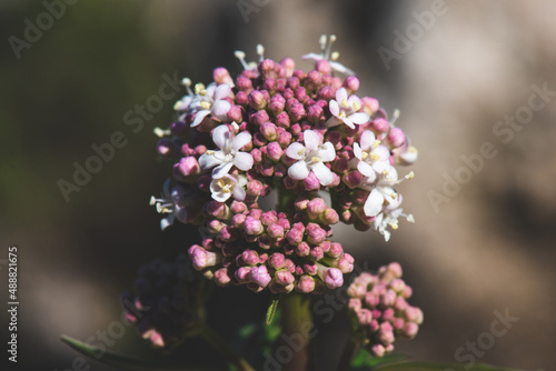 Valeriana dioscoridis (Valeriana italica) flower blooming macro image. © TheYDP