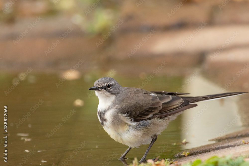 Wagtail bathing on a water pool. Wagtail bathing on a water pool.