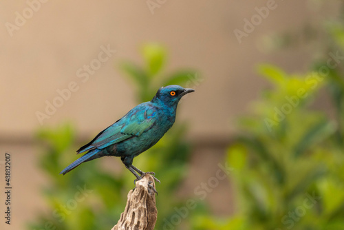 Cape starling or Cape glossy starling (Lamprotornis nites ) sitting on a dead tree.