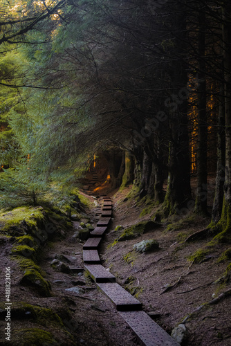 path in the forest, ireland