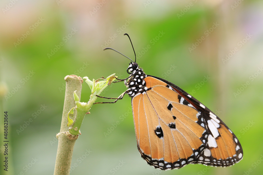 Fototapeta premium Common Tiger(Indian Monarch,Orange Tiger) butterfly resting on the branch in the garden