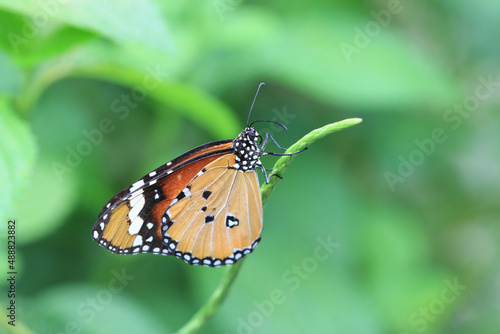 Common Tiger(Indian Monarch,Orange Tiger) butterfly resting on the green stem in the garden   © qaz1235