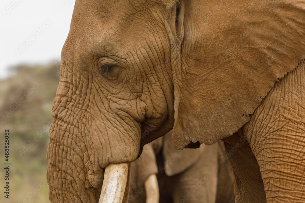 head of an elephant head of an elephant