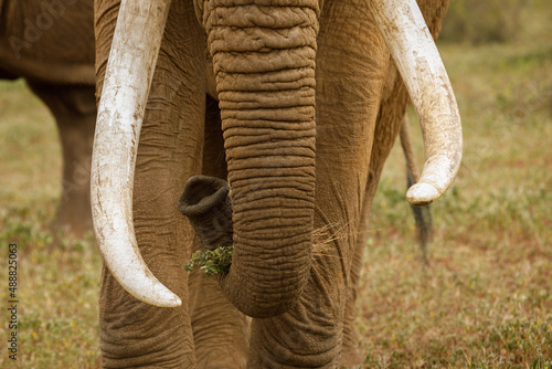 elephant tusks and trunk