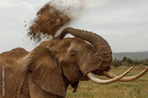 Photography elephant having a dirt bath in Amboselli