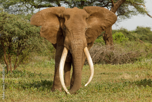 Craig, the big tusker