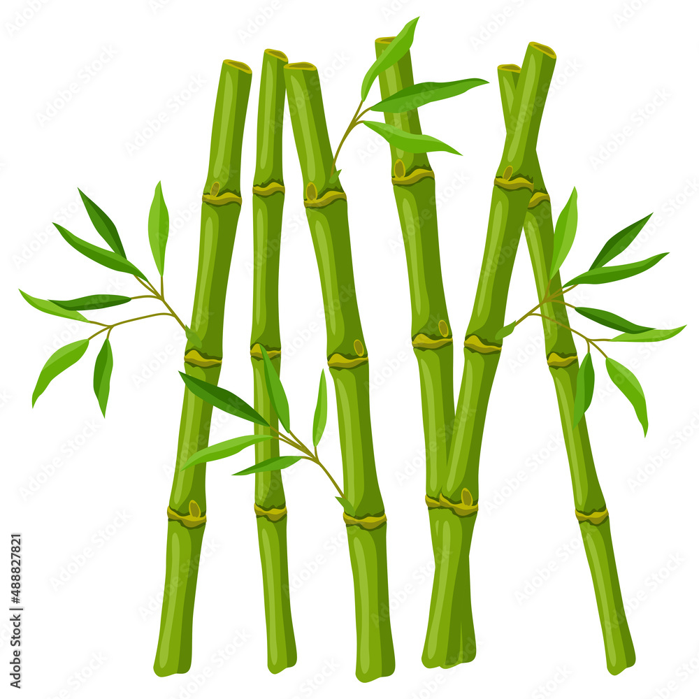 Obraz premium Illustration of green bamboo stems and leaves. Decorative exotic plants of tropic jungle.