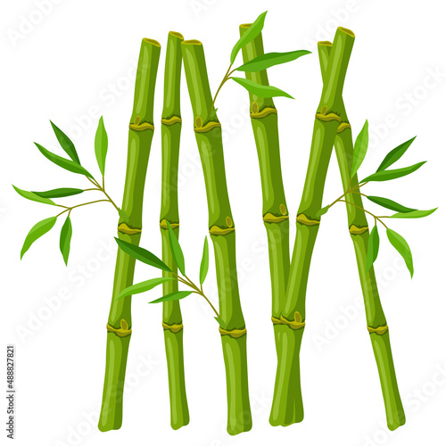 Illustration of green bamboo stems and leaves. Decorative exotic plants of tropic jungle.
