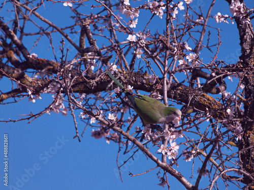 ptak zwierzę dzika przyroda natura fauna