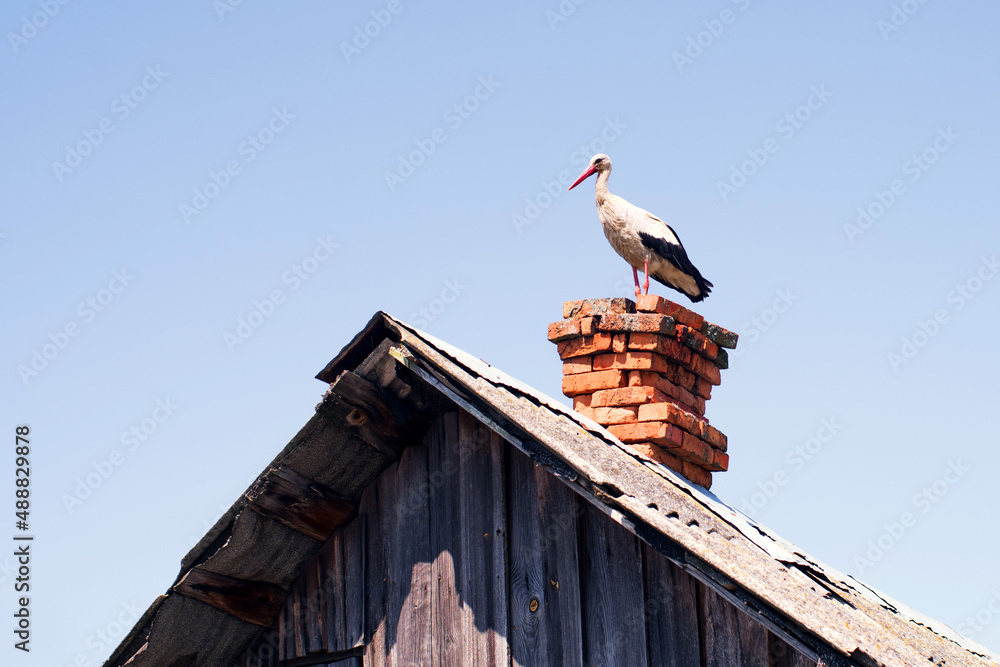 Young stork sits on a brick chimney of an old wooden village house against a blue sky on a summer sunny day Young stork sits on a brick chimney of an old wooden village house against a blue sky on a summer sunny day