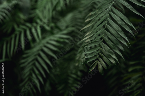 Dark green leaves in a tropical greenhouse 