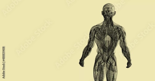 Human body 3D model in wireframe loop. Seamless anatomy of body with muscles, backdrop animation photo