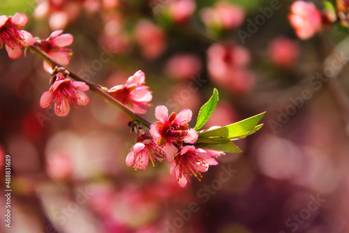 Peach tree blossoms blooming in a orchard