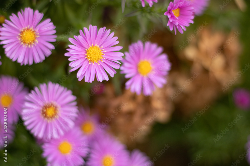 Alpine aster (Aster alpinus). Ornamental garden plant with pink flowers. Beautiful perennial plant for rock garden Alpine aster (Aster alpinus). Ornamental garden plant with pink flowers. Beautiful perennial plant for rock garden