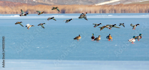 Frozen lake view and birds. White blue nature background. Ducks  Eurasian Teal, Mallard, Eurasian Wigeon.  © serkanmutan