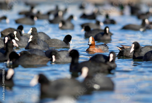 Lake and birds. Blue water background. Ducks: Eurasian Wigeon. Eurasian Coot.