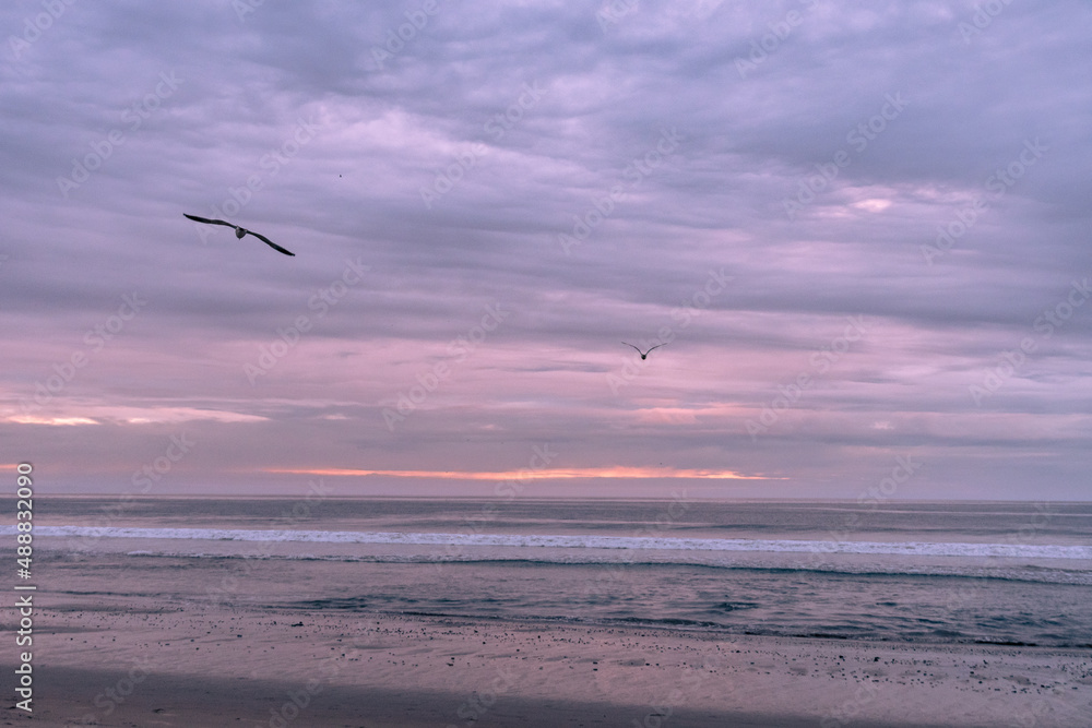 Seagulls flying at sunset over the Pacific Ocean on the California Coast