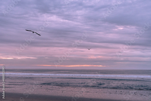 Seagulls flying at sunset over the Pacific Ocean on the California Coast