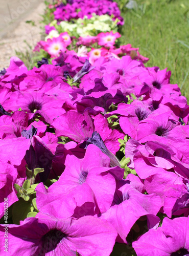 A flowerbed with petunias in the open air. Selective focus.