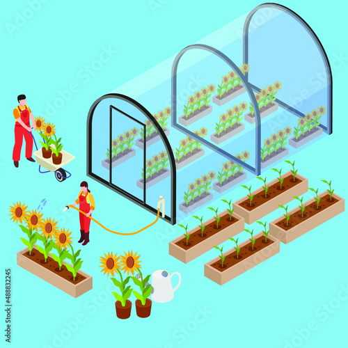 Sunflower farming isometric 3d vector concept for banner, website, illustration, landing page, flyer, etc.