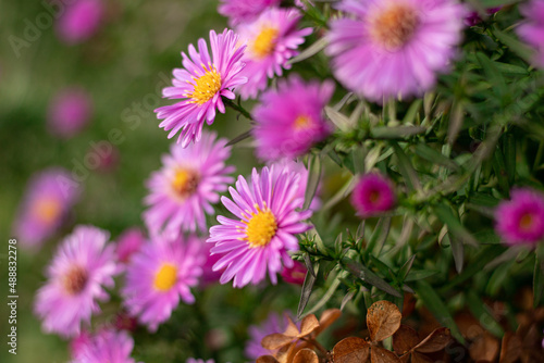 the European Michaelmas-daisy is a perennial herbaceous plant of the genus Aster. Lilac petals with yellow centres  Full frame floral background  crop to square.