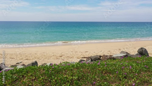 Wallpaper Mural purple flower of morning glory beside the white sand beach..scenery white cloud in blue sky green sea in Andaman sea..travel of nature and technology concept.morning glory along the  beach  Torontodigital.ca