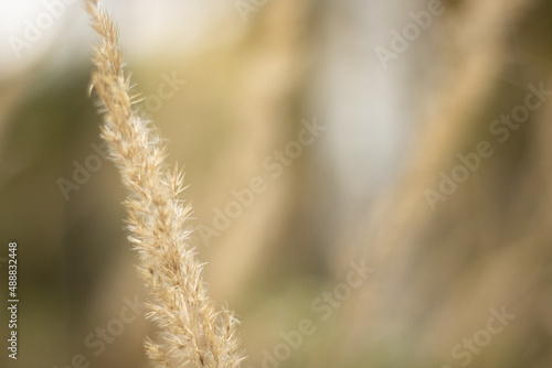 Common Reed, Dry Reeds (Phragmites australis) Reed Background