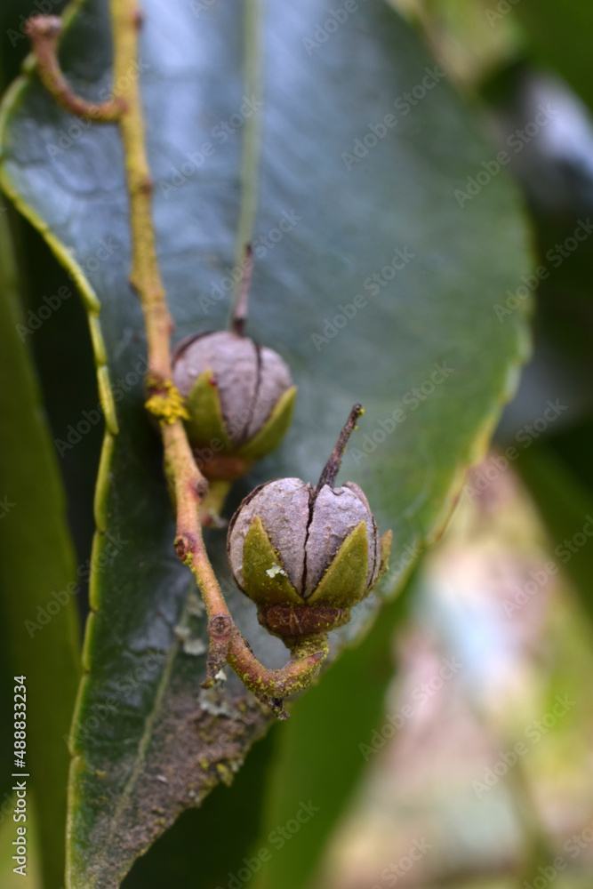 Andromeda Flower Berry