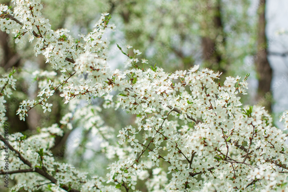 A fruit tree blooms in early spring, cherry apple or apricot blossoms A fruit tree blooms in early spring, cherry apple or apricot blossoms