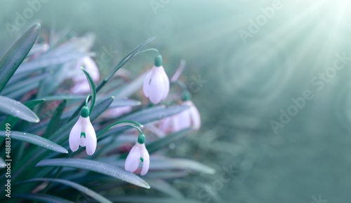 White snowdrops flower in sunny garden . Easter background.